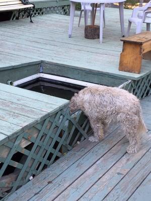 Dog drinking