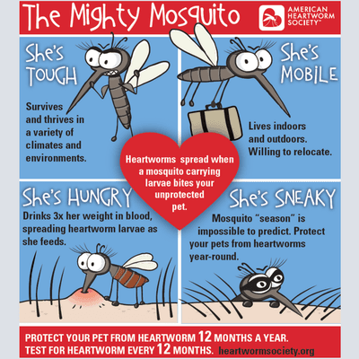 Living in FL mosquito's are not only a pest for us but a serious danger to your pet's health Call today to see how you can protect your pet