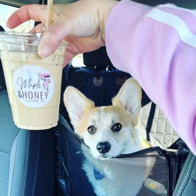 Ragu the corgi is a regular customer!