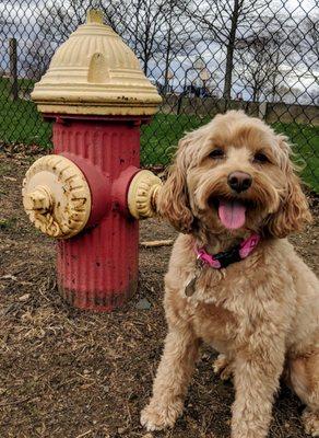 Charli enjoys the New Fairfield Dog Park.