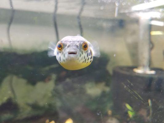 Freshwater Puffer