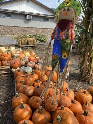 Pumkins, gourds, straw, cornstalks and all your fall decorating needs.