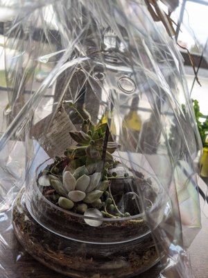 Succulent Glass Dome - you can buy pre-made or they sell kits to make them yourself! $55 or $45 for kit + the succulents you choose