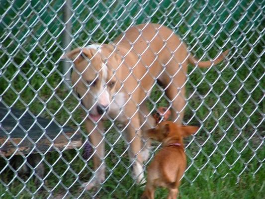 Pet Enclosures - Chain Link Fence