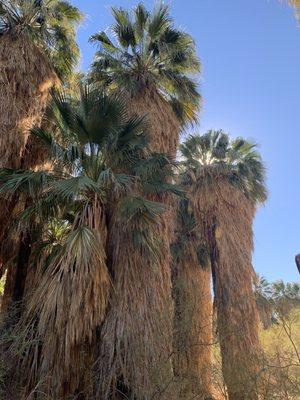 Giant Palm Trees