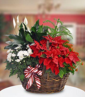 Holiday arrangements with poinsettias and an assortment of green plants. Starts at $50.00 and up