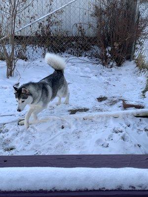 Poppy exploring her new yard