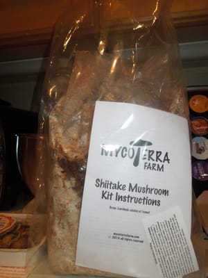 My grow-it-yourself Shiitake Mushroom Kit