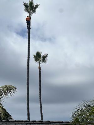 Arce's El Cajon Tree Service