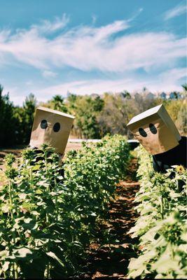 My friends doing a photoshoot in the sunflower patch