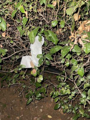 Trash in bushes on main walking path that has been here for months