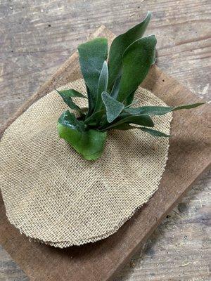 Staghorn Fern Mounting Class