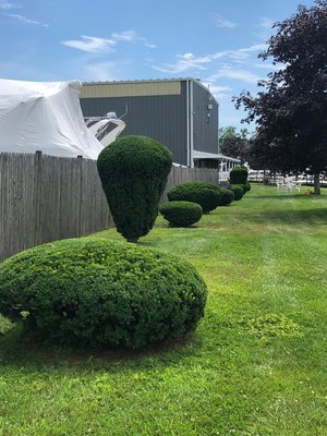 hedge/bush trimming Essex ct