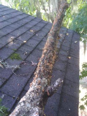 Repair damage from falling tree