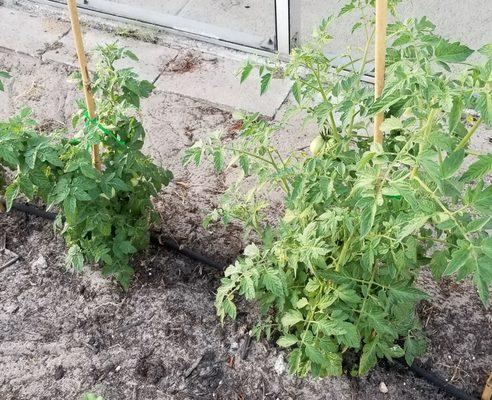 We build you an organic vegetable garden bed in a day.