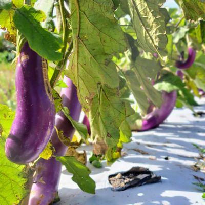 Pick your own eggplants!