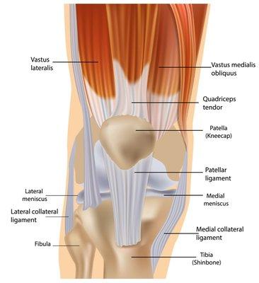 Attachment points and function of the knee joint