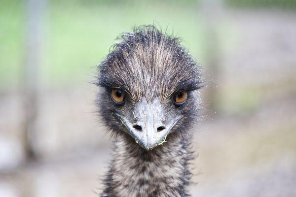 Are you looking at me?!?  Emu at Morning Beckons Farm in Thompson, CT.  :)