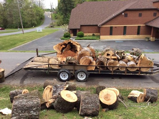 Xxxlg tree removal in Sevierville