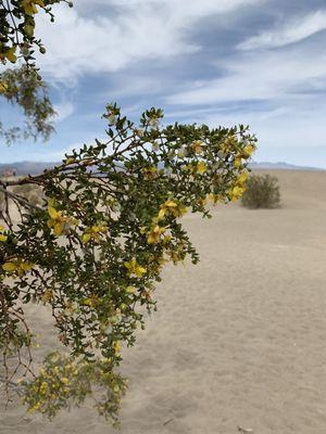 Mesquite flowers