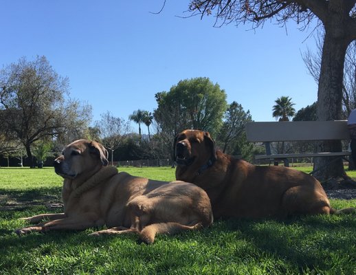 Kona and Queenie at their favorite park!