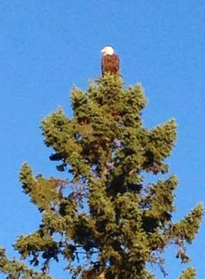 Bald Eagle Photo