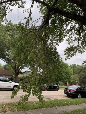 Large branch weighted down that fell 6 weeks after a trim to remove weight to stop branches from falling.