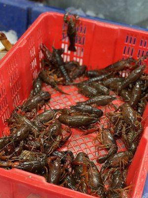 Live crawfish