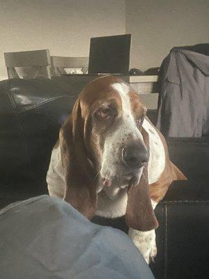 Liam , one happy hound after coming home from the groomers.