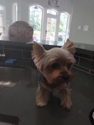 Monkey is a Yorkie terrier. Ready to take on the world!!