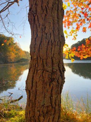 Fall Color at Central Park