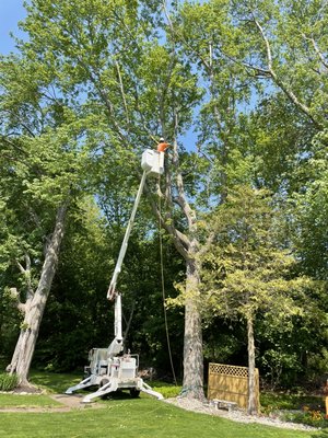 Timber Tree Removal