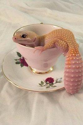 Lizard in a cup