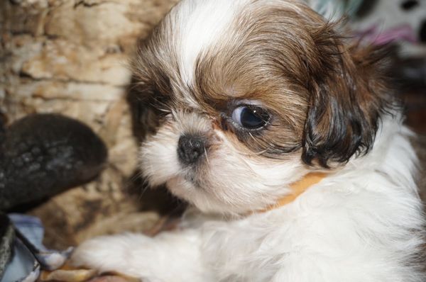 Jackson, eight weeks old