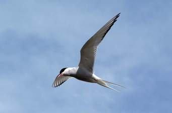 Arctic Tern