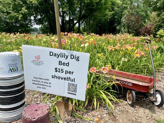 Dig your own daylily