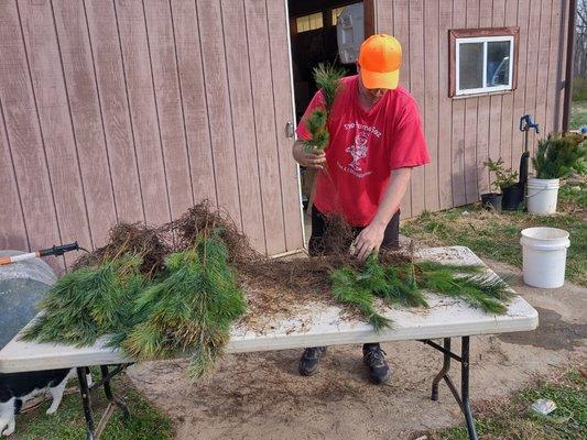 Sorting trees before planting