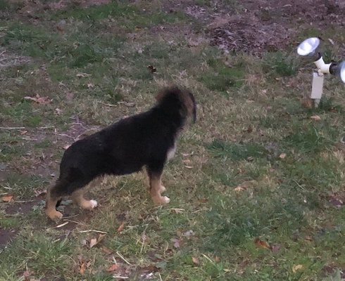 Beautiful stance at 8 Weeks