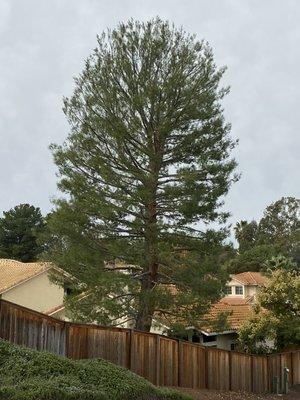 Tree has been trimmed and clean from the inside and looks spectacular.