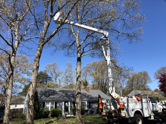 Tree work in Yarmouth