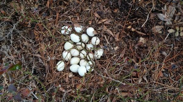 Oh no, ducks laying eggs in the bushes