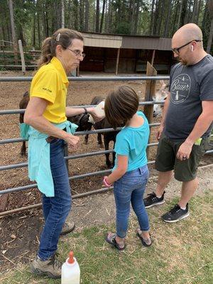 Bottle feeding a calf