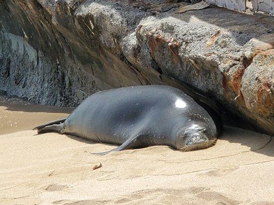 Kaiwi, RK96, a 8 years old female Hawaiian Monk Seal rests on the beach