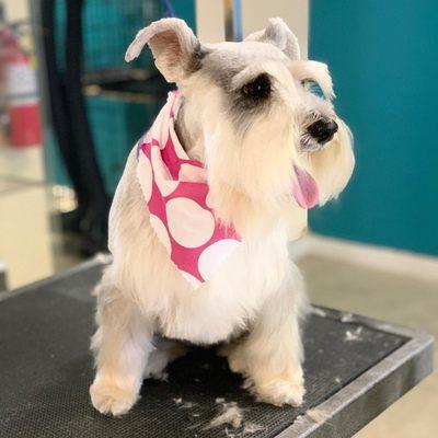 Schnauzer Breed Cut