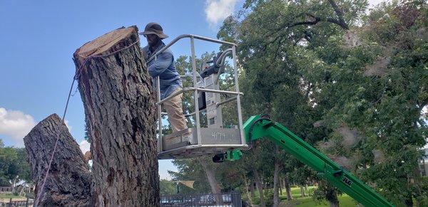 Tree Service New Braunfels TX