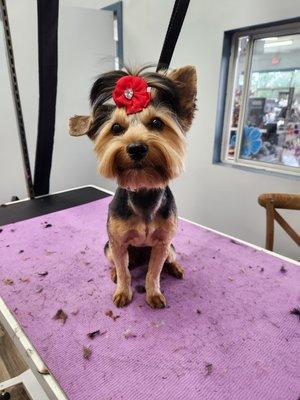 Sweet little Yorkie