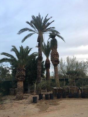 Canary Island Palm Trees available