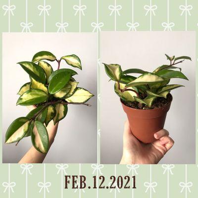 Hoya Tri-color (4 in' pot) - $15.99