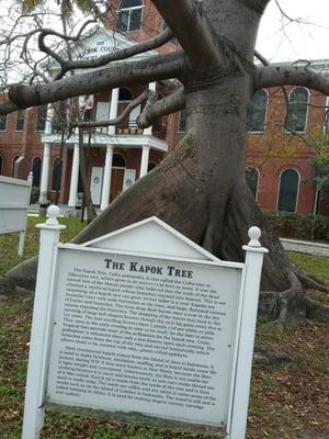 Kapok tree in front of courtbouse 2016