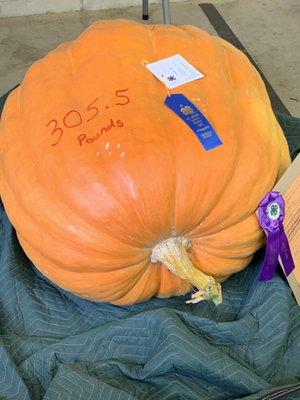 Prize winning pumpkin